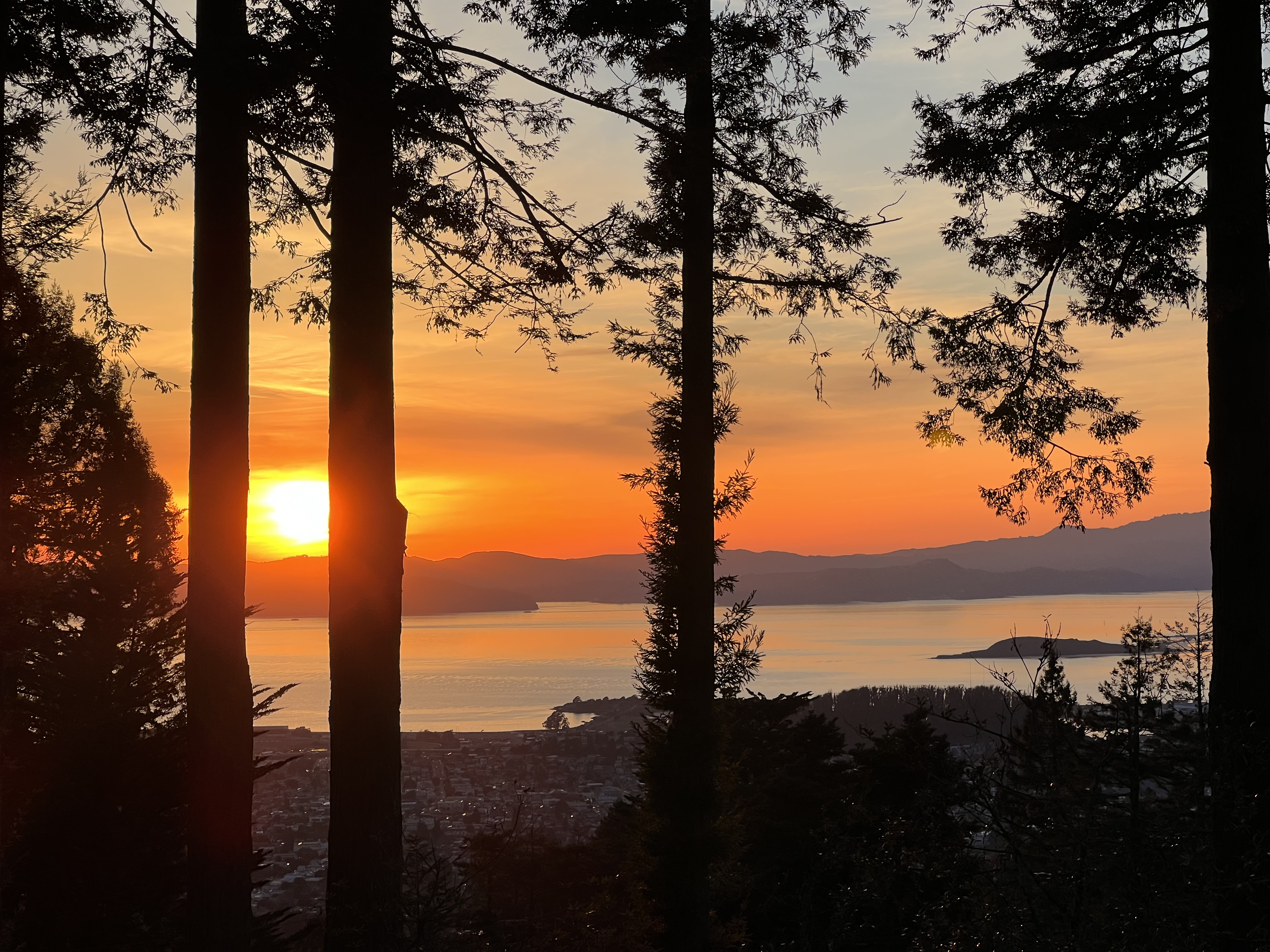 CaliforniaWoods1